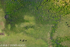 buffle de savane / african buffalo