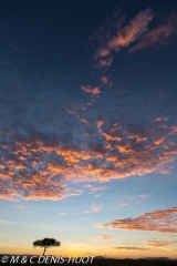 réserve de Masai-Mara / Masai-Mara game reserve