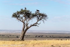 vautour oricou / lappet-faced vulture