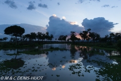 réserve de Masai-Mara / Masai-Mara game reserve