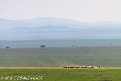 bétail Masai / Masai cattle