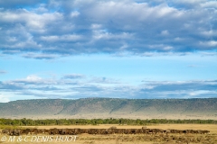 buffle de savane / african buffalo