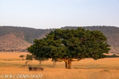 buffle de savane / african buffalo