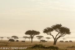 éléphant d'Afrique / african elephant