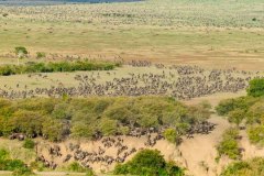 Wildebeest migration