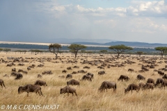 migration des gnous / wildebeest migration