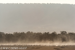 migration des gnous / wildebeest migration