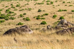 guépard / cheetah