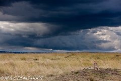 guepard / cheetah