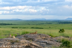 guépard / cheetah