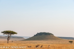 guépard / cheetah