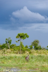 cobe defassa / waterbuck