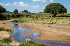 redunca / reedbuck