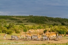 Eland du Cap / Cape elan