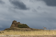 gazelle de Thomson / Thomson's gazella