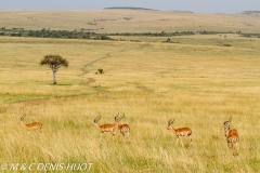 Impala