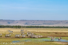 zèbre de Grant / Grant's zebra