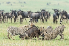 guépard / cheetah