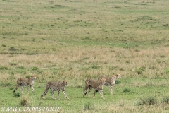 guépard / cheetah