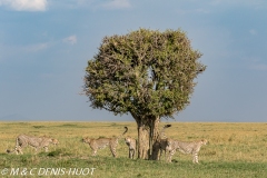 guépard / cheetah