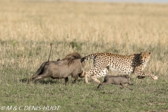 guépard / cheetah