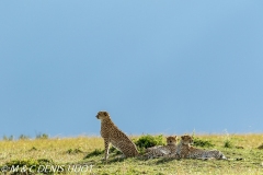 guépard / cheetah