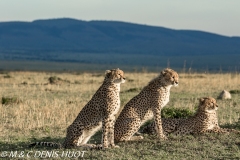 guépard / cheetah