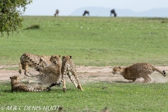 guépard / cheetah