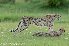 guépard / cheetah