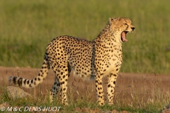 guépard / cheetah