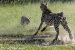 guépard / cheetah