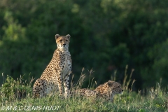 guépard / cheetah