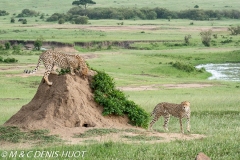 guépard / cheetah