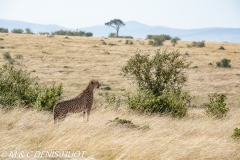 guépard / cheetah