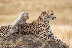 guépard / cheetah