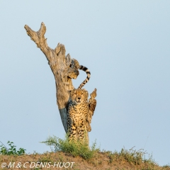 guépard / cheetah