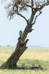 guépard / cheetah