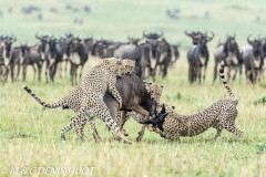 guépard / cheetah