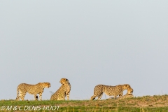 guépard / cheetah