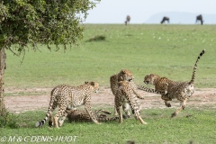 guépard / cheetah