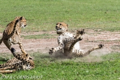 guépard / cheetah