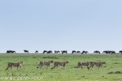 guépard / cheetah