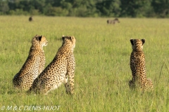 guépard / cheetah