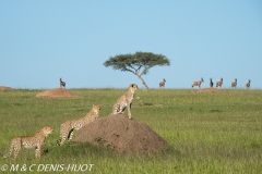 guépard / cheetah