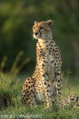 guépard / cheetah