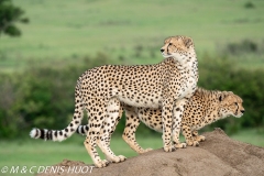guépard / cheetah