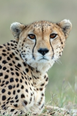 guépard / cheetah