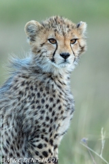 guépard / cheetah