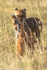 guépard / cheetah