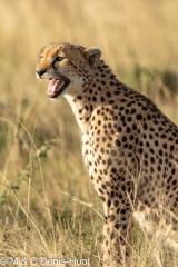 guépard / cheetah